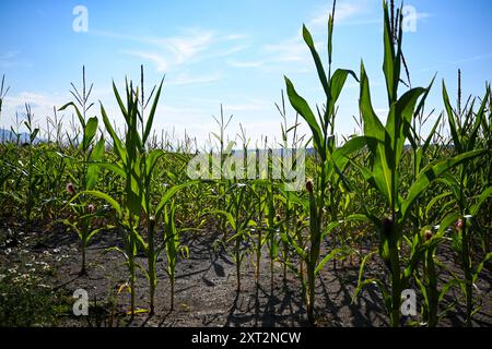 Young corn growing in field under blue sky. Stock Photo