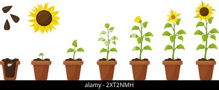 Cartoon sunflower growth. Plant in pot and ground growing from seed to flower. Farming and planting, sprout floral step by step neoteric vector scene Stock Vector