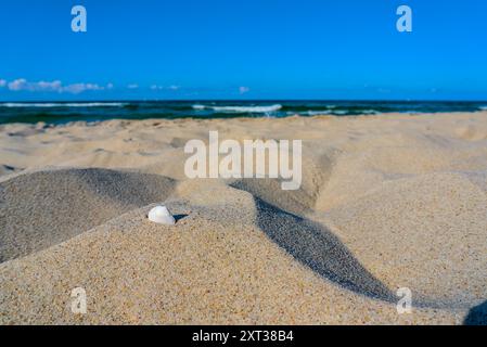Seashell resting on sandy beach with sea waves in the background on the Hel Peninsula, Poland. Stock Photo