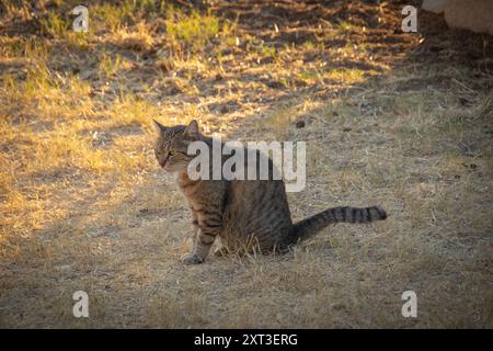 tabby cat lying on the floor Stock Photo
