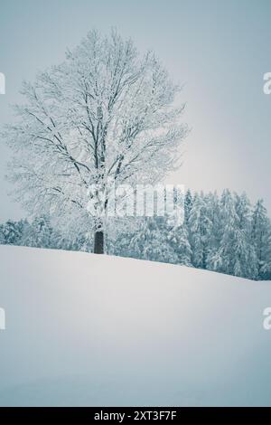 A serene winter scene in Switzerland showcasing a solitary tree blanketed in snow with a dense, frosty forest in the background under a cloudy sky Stock Photo