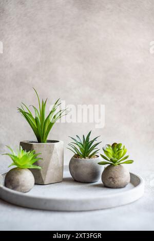 A contemporary display of succulents in neutral-toned concrete pots, set against a textured light grey backdrop, exemplifies minimalist interior decor Stock Photo