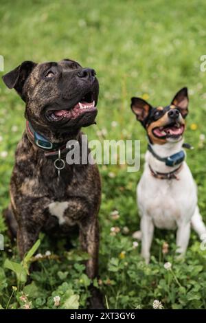 Two joyful dogs, one brindle and one white with black spots, sit in a field of green grass and wildflowers, looking upward with open mouths and bright Stock Photo