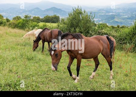 Three horses of varying colors graze peacefully on a green hillside, overlooking a scenic mountain landscape. The foreground horse, a dark bay, occupi Stock Photo