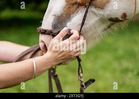 Cropped unrecognizable close-up image featuring a person hands gently holding and touching the nose of a horse. The hand and horse are in sharp focus Stock Photo