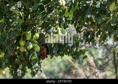 Ripe pears hanging from a tree in the sunlight on a farm in Castilla La Mancha. Stock Photo