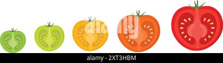 Tomato Half-Cut Stages, Green to Red. Colorful Tomato Slices. Ripe, Unripe, and In-Between. Fresh Tomato Slices. Ripening Stages. Tomato Slice Variety Stock Vector
