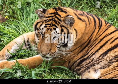 A powerful tiger lays nestled in verdant greenery, its striking stripes contrasting vividly with the soft blades of grass, creating a serene yet impos Stock Photo