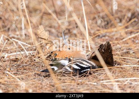 A Eurasian Hoopoe is captured in a natural setting, blending into the dry grass while displaying its distinctive crown of feathers. Stock Photo