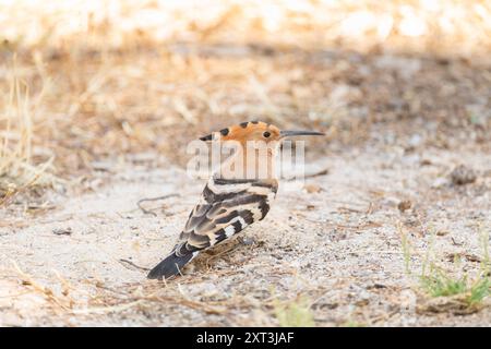 A Eurasian Hoopoe bird is captured standing on sandy ground with dry grasses in the background, displaying its distinctive plumage and crown. Stock Photo