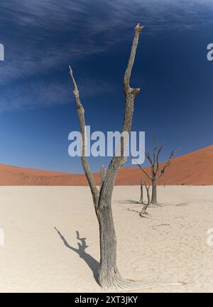 Dead acacia trees stand stark against the backdrop of sand dunes and a blue sky in Namibia's Deadvlei, a symbol of life halted by the arid desert. Stock Photo