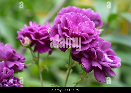 Red-violet roses at the Atlanta Botanical Garden in Midtown Atlanta, Georgia. (USA) Stock Photo