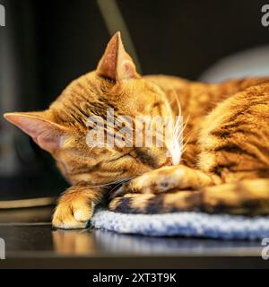 Bengal cat peacefully naps, curled up on soft mat Stock Photo