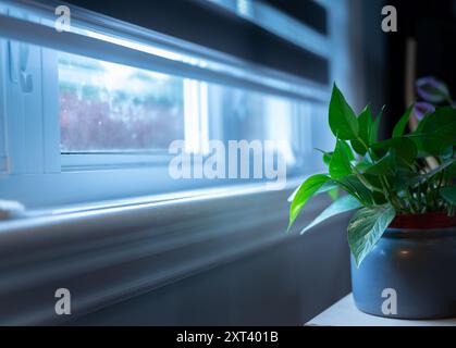 green plant lit from a cold light coming from a visible window. Stock Photo