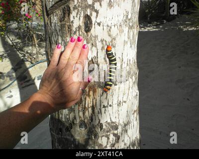 On Jost Van Dyke at White bay saw this huge caterpillar on a tree Stock Photo