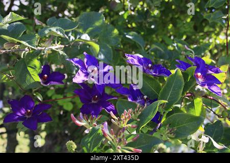 Deep purple Clematis flowers alongside Honeysuckle (Lonicera Graham Thomas) in bloom Stock Photo