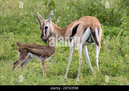 Thomson's gazelle , Eudorcas thomsonii, Ngorongoro Crater, Tanzania Stock Photo