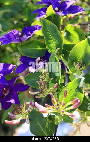 Deep purple Clematis flowers alongside Honeysuckle (Lonicera Graham Thomas) in bloom Stock Photo