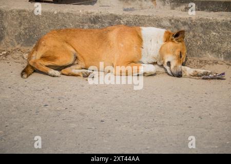 Stray dogs sleep bangladesh,One cute dogs sleeping next to each other ...