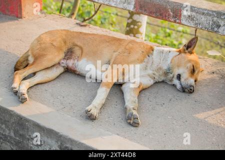 Stray dogs sleep bangladesh,One cute dogs sleeping next to each other ...