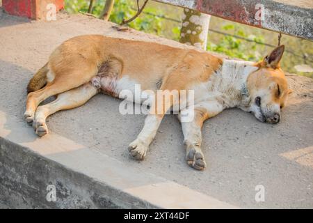 Stray dogs sleep bangladesh,One cute dogs sleeping next to each other ...