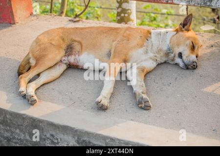 Stray dogs sleep bangladesh,One cute dogs sleeping next to each other ...