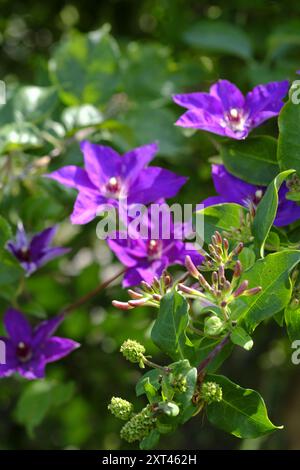 Deep purple Clematis flowers alongside Honeysuckle (Lonicera Graham Thomas) in bloom Stock Photo