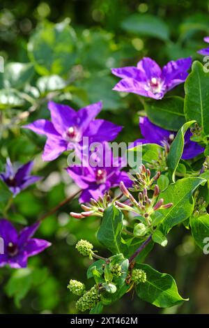 Deep purple Clematis flowers alongside Honeysuckle (Lonicera Graham Thomas) in bloom Stock Photo