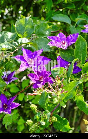 Deep purple Clematis flowers alongside Honeysuckle (Lonicera Graham Thomas) in bloom Stock Photo