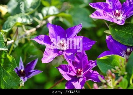 Deep purple Clematis flowers alongside Honeysuckle (Lonicera Graham Thomas) in bloom Stock Photo