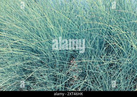 Blue Fescue, festuca glauca, blue oat grass, festuca ovina, ball fescue, ornamental grass 'Elijah Blue' - soft, powder blue, spiky leaves, grass backg Stock Photo