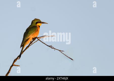 Little Beeater (Merops pusillus) from  Kruger NP, South Africa. Stock Photo