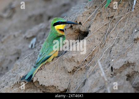 Little Beeater (Merops pusillus) at its nesting burrow. Photo from  Kruger NP, South Africa. Stock Photo