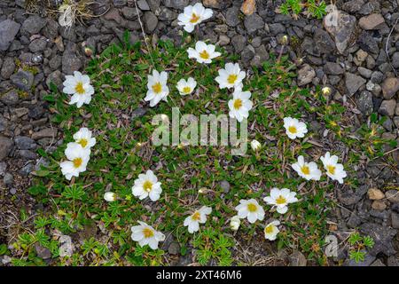 Mountain avens (Dryas octopetala) from Hjálmeyri, Reydarfjordur, east Iceland in late May. Stock Photo