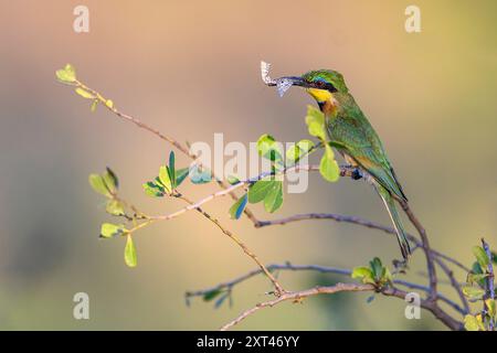 Little Beeater (Merops pusillus) has caught a butterfrly. Photo from  Kruger NP, South Africa. Stock Photo