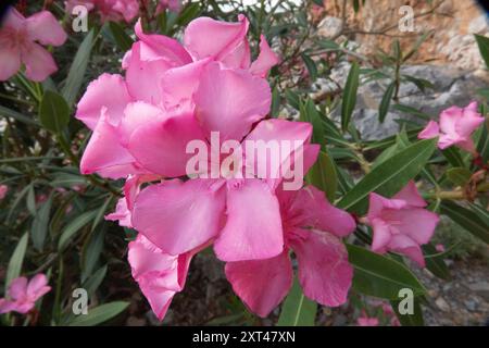 Closeup of the pink-red flowers of Oleander Stock Photo