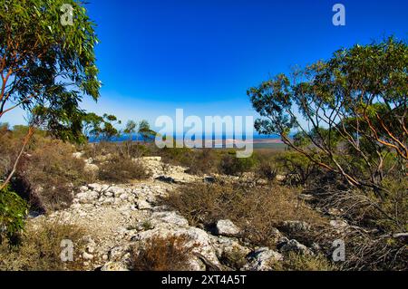 Small gum trees and drought resistant shrubs on a hill in the desert environment near the coast of Kalbarri National Park, Western Australia Stock Photo