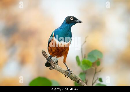 superb starling, Lamprotornis superbus Stock Photo