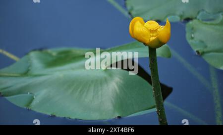 Nuphar Lutea Brandy Bottle yellow water lily in a pond side view. Stock Photo