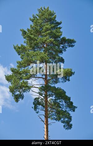 The crown of a tall pine tree against the blue sky. Single pine tree. Stock Photo