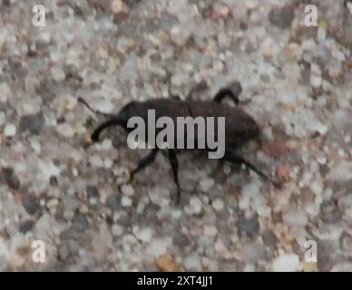 Bluegrass Billbug (Sphenophorus parvulus) Insecta Stock Photo - Alamy