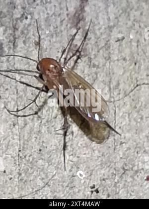 Maw Insect Fungus Gnats (Mycetophilidae) Insecta Stock Photo - Alamy