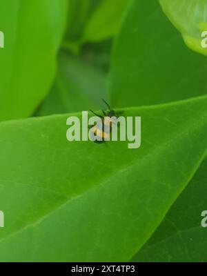 Blue-banded Lema Leaf Beetle (Lema solani) Insecta Stock Photo - Alamy