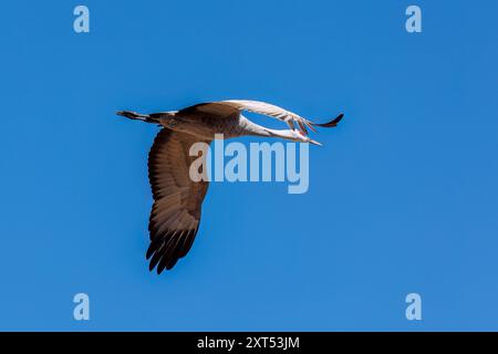 Sandhill Cranes (Grus canadensis) in flight at Monte Vista NWR Stock Photo