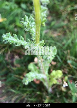 Eastern Groundsel (Senecio vernalis) Plantae Stock Photo