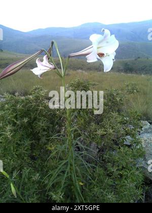 Formosa lily (Lilium formosanum) Plantae Stock Photo