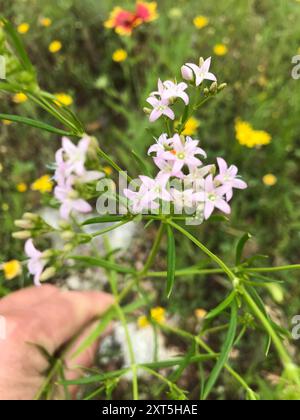 diamond-flowers (Stenaria nigricans) Plantae Stock Photo