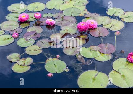 Partially submerged frog amongst the lily pads and pink water lilies at the Atlanta Botanical Garden in Atlanta, Georgia. (USA) Stock Photo