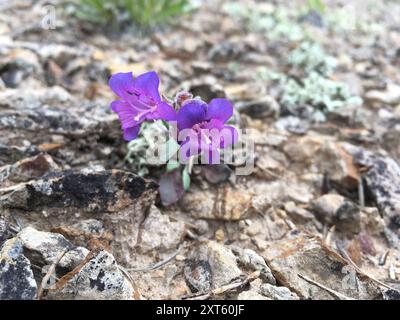 Moffatt's Beardtongue (Penstemon moffatii) Plantae Stock Photo