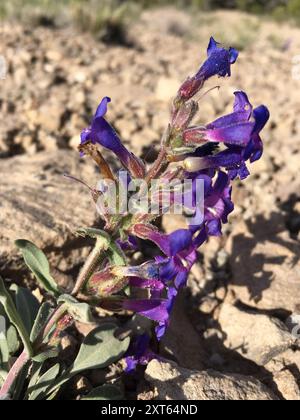 Moffatt's Beardtongue (Penstemon moffatii) Plantae Stock Photo